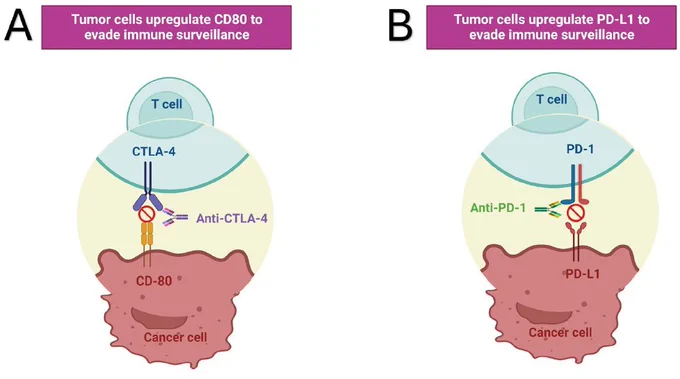 Immunotherapy drugs mechanisms; A) CTLA-4 mAbs; B) PD-1/PD-L1 mAbs