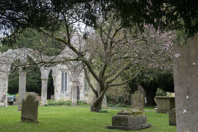 Photograph of St. Mary's in Wilton in Spring. The ruins of the church and remaining pointed arches can be seen behind a cherry tree in bloom. (c) Tim Rubidge