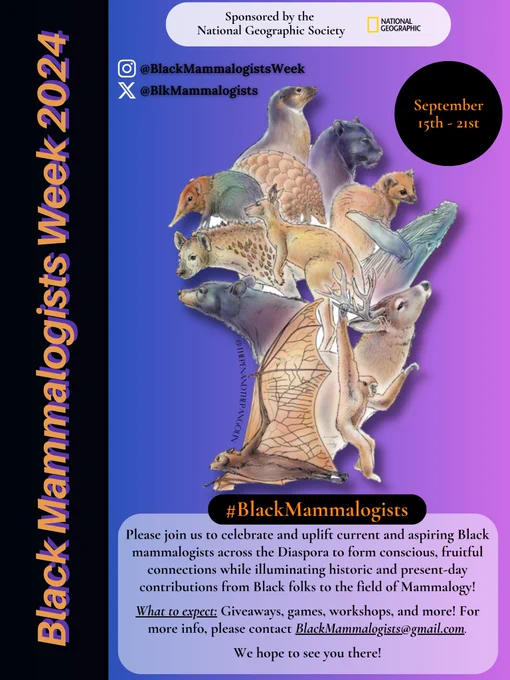 A poster describing Black Mammalogists Week 2024 (dates: September 15-21). Purple background with the Black Mammalogists Week logo, along with text describing the mission of Black Mammalogists Week. Other text says “Sponsored by the National Geographic Society”, “what to expect: giveaways, games, workshops, and more! for more info, please contact BlackMammalogists@gmail.com. we hope to see you there!”. also includes references to @BlkMammalogists on twitter and @BlackMammalogistsWeek on instagram, as well as the week’s hashtag #BlackMammalogists.