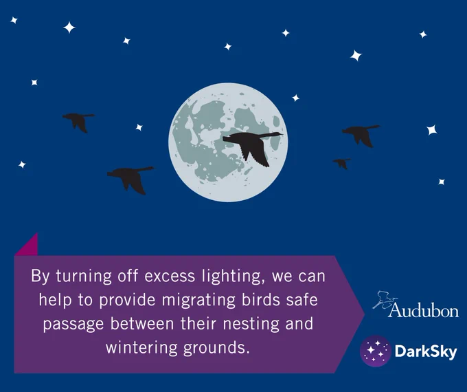  Infographic of migrating birds with the text "By turning off excess lighting, we can help to provide migrating birds safe passage between their wintering and nesting grounds."