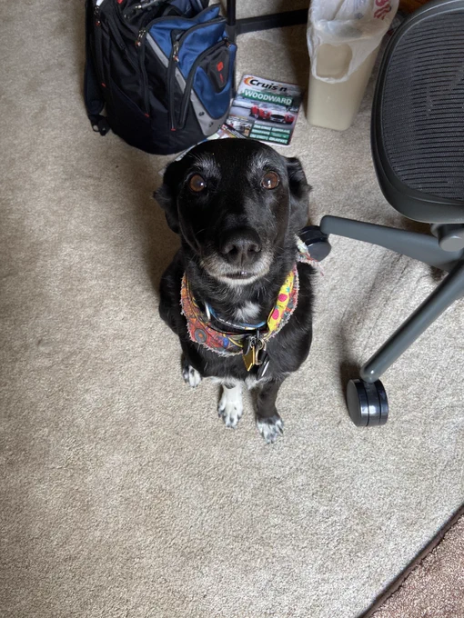 Black dog with white fur on muzzle, chest, and paws, wearing colorful bandana, sitting on floor and looking up at camera.