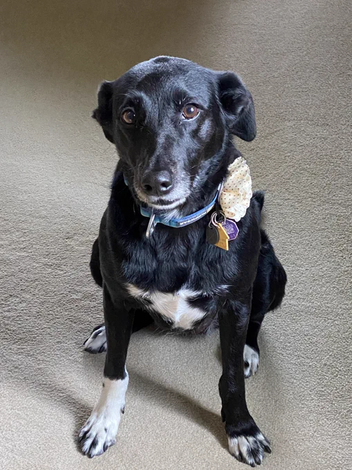 Black dog with white fur on muzzle, chest, and paws, sitting pretty with a special bow on her collar.