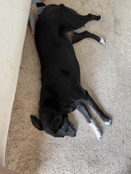 Black dog with white fur on muzzle, chest, and paws, stretched sleeping out on the floor