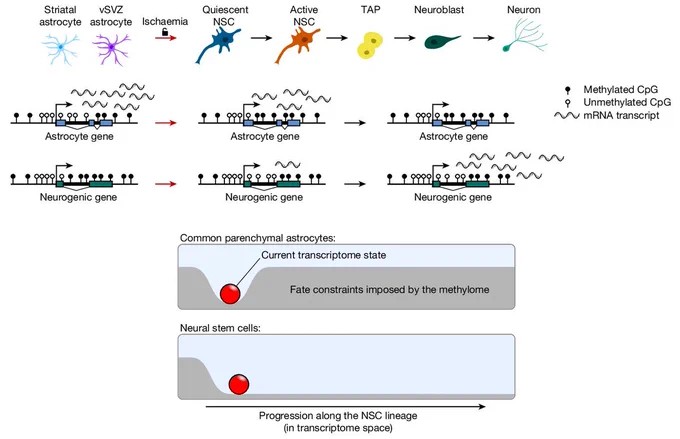 Top: Schematic depiction of genes involved in astrocyte function and neurogenesis, and their methylation and gene expression status in different cell states. Bottom: We propose that DNA methylation locks common parenchymal astrocytes in their astrocyte fate by repressing genes required for neurogenesis. By contrast, these genes are demethylated in NSCs, which permits their progression along the neurogenic lineage.