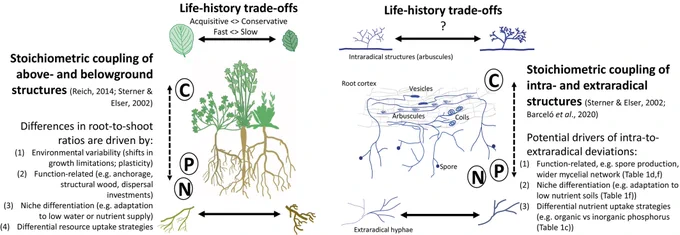 Similarity in stoichiometric patterns in plant and AM fungi and its implication for life-history trade-offs. 