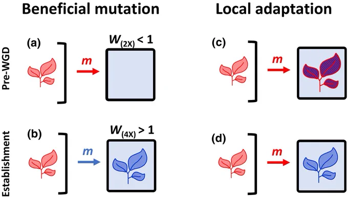 Figure from the article: A comparison of the beneficial mutation model and the local adaptation model for polyploid establishment in a continent – island context.