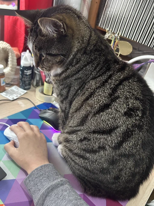 Photo of a male tabby cat, sitting on a mouse mat directly behind the to my arm, as I am holding the mouse.