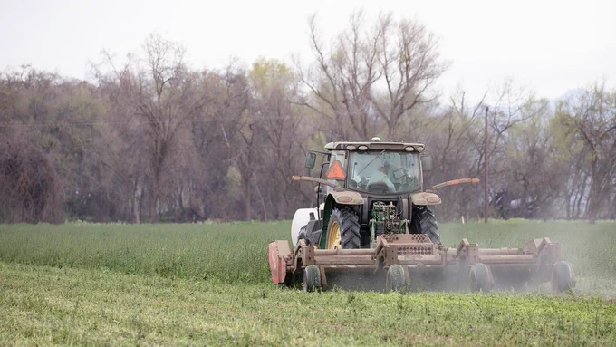 A tractor mows a green field of cover crops under a gray sky.