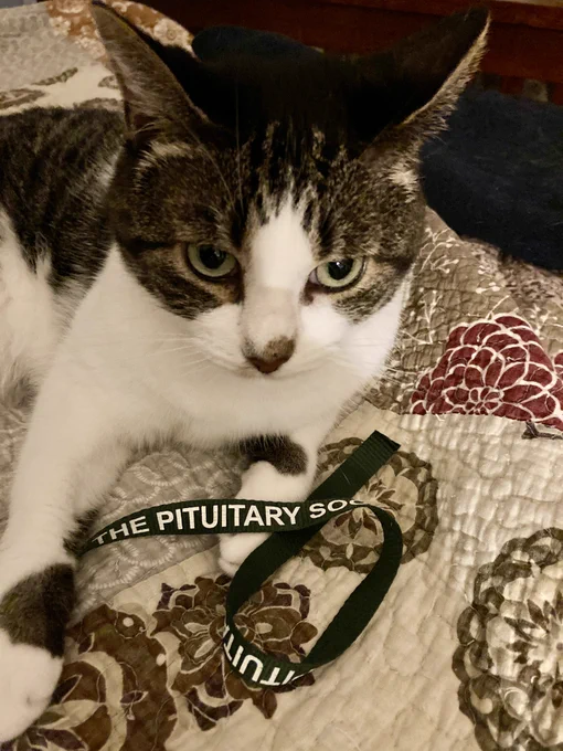 Cat holding a ribbon that says "the pituitary"