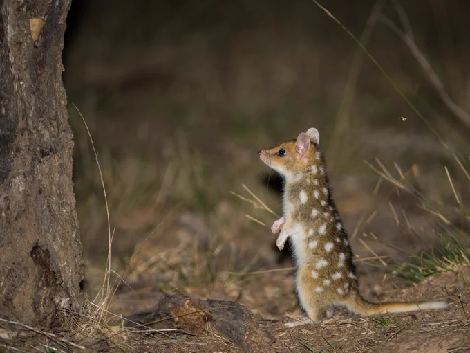 The Eastern Quoll is threatened by feral cats and foxes through predation, competition for food and shelter and the spread of disease. Where these predators are successfully managed and habitat is retained these amazing native carnivores can thrive. 