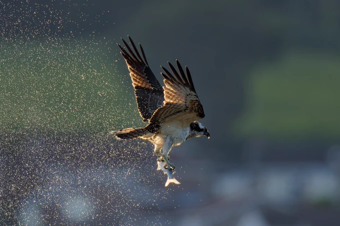 A juvenile osprey shakes water from its feathers as it catches a grey mullet on the Axe Estuary, Seaton. Credit Peter Twamley