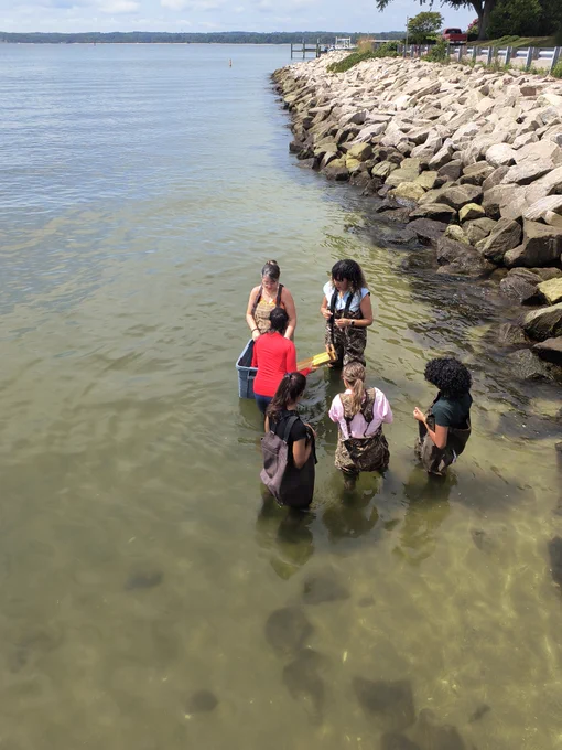 A group of students stand in shallow water in waders near a rock jetty as they conduct a seine survey