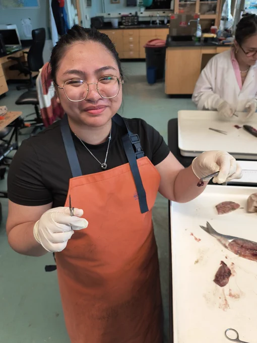 A student wearing a lab apron holds up a piece of a fish's internal organs with tweezers during a fish dissection in a lab