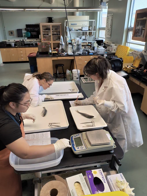 A group of students dissect fish in a lab