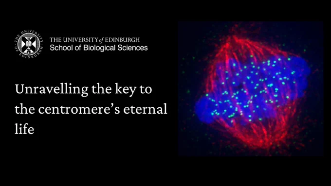 Unravelling the key to the centromere’s eternal life. Mitotic spindle, the cell division machinery made of microtubule filaments, attaching to the centromeres to segregate identical copies of the cell’s DNA during cell division.