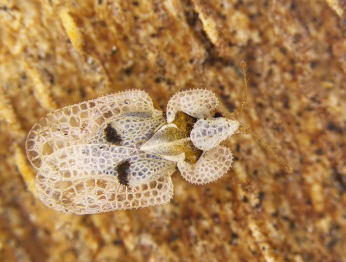 Plane lace bug. Image by C Malumphy
