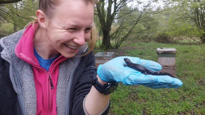 Oxfordshire project officer, with a great crested newt during population assessment surveys.