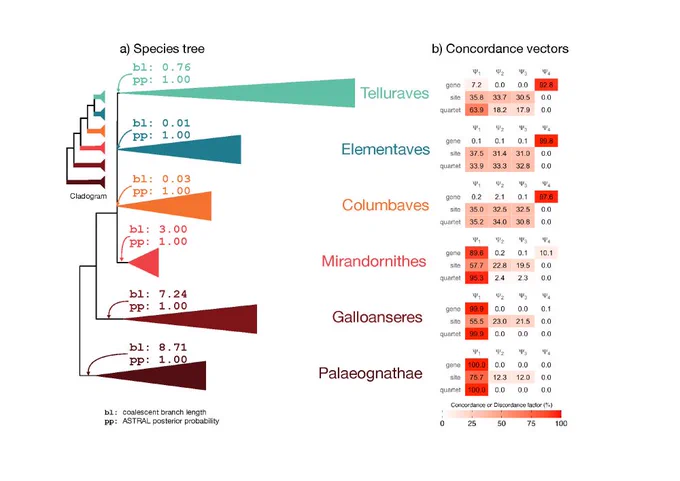 Figure of a species tree with branch lengths and posterior probabilities (left) and a table of concordance vectors (right)