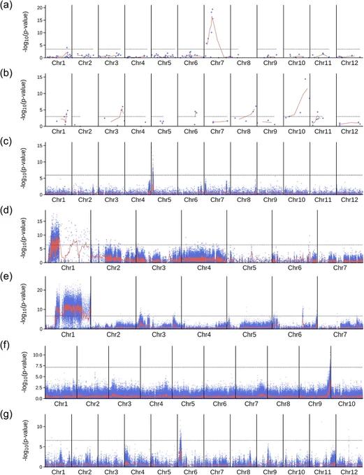 Mapping-by-sequencing in different species using MAPtools. The dots in each Manhattan plot correspond to the -log(p-value) of two-tailed Fisher’s exact tests performed for individual biallelic markers segregating in the mapping population, as determined using data from the R and D bulks. The lines correspond to the weighted moving averages calculated for a sliding window containing n adjacent markers. The dashed line marks the significance threshold calculated using the Bonferroni correction. (a) Mapping of the lcd1 mutation of rice; n = 3. (b) Mapping of a suppressor of the xantha mutant of rice; n = 2. (c) Mapping of an ascorbate-enriched mutant of tomato; n = 20. (d) Mapping of the green petiole-1 mutant of strawberry; n = 20. (e) Mapping of a white fruit mutant of strawberry; n = 100. (f) Mapping of a glossy mutant of Chinese cabbage; n = 100. (g) Mapping QTL for a rice blast disease; n = 100

