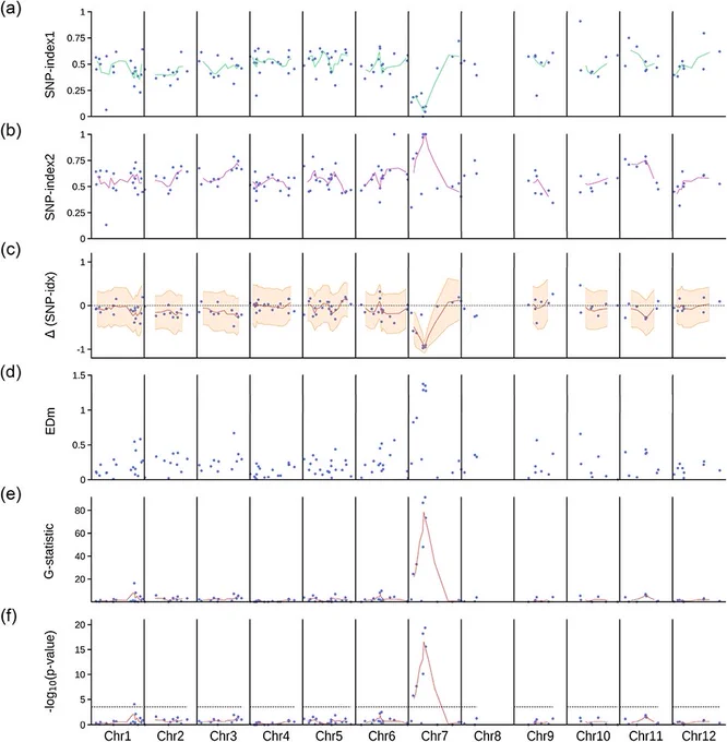 Mapping-by-sequencing of the lcd1 mutant of rice. Several statistics have been evaluated across all chromosomes, and the results are presented as Manhattan plots. Each dot corresponds to an individual biallelic marker segregating in the population. Weighted moving averages (continuous lines) have been calculated for each statistic using a sliding window containing 3 adjacent markers. (a) SNP-index (allele frequency) in the D bulk. (b) SNP-index in the R bulk. (c) Δ(SNP-index), calculated as the difference between the SNP-index of the D bulk and the SNP-index of the R bulk. The shaded area is delimited by the moving averages of the lower and upper bounds of 95% confidence intervals, using the Bonferroni correction for multiple testing (with n = 151 tests). (d) Euclidean distance. (e) G-statistic, calculated as described by Magwene et al. (2011). (f) -log(p-value) of two-tailed Fisher’s exact tests. The dashed line marks the Bonferroni-corrected 5% significance threshold, calculated cons