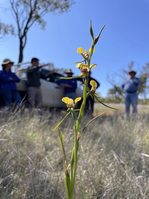 Photo of a green stem with four unusual yellow flowers on it (orchids) with several people standing out of focus in the background.
