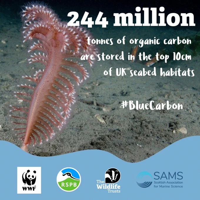 Image of a seabed with a seapen floating around. Text reads "244 million tonned of organic carbon are stored in the top 10cm of UK seabed habitats...#BlueCarbon." Logos for WWF, RSPB, The Wildlife Trusts and Scottish Association for Marine Science are along the bottom