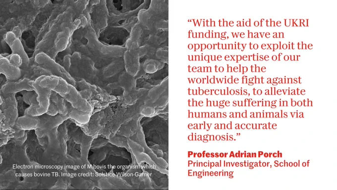 Image show electron microscopy image of M.bovis the organism which causes bovine TB. Quote alongside is from Professor Adrian Porch, Principal Investigator, School of Engineering, and reads: "With the aid of the UKRI funding, we have an opportunity to exploit the unique expertise of our team to help the worldwide fight against TB, to alleviate the huge suffering in both humans and animals via early and accurate diagnosis."