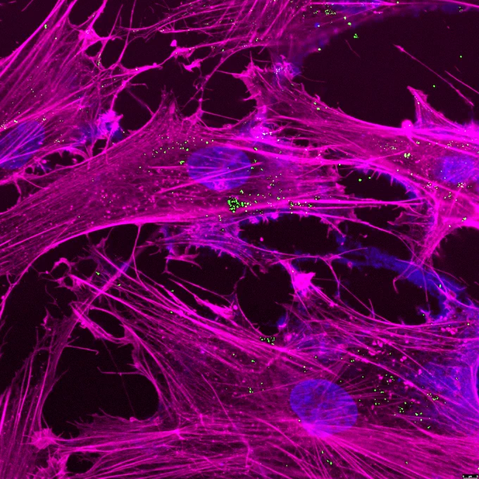 Why is this important? Mitochondria are the powerhouses of the cell, but their function declines as we age, contributing to diseases like diabetes, Alzheimer's, and Parkinson’s. Current treatments manage symptoms, but what if we could recharge cells directly? 