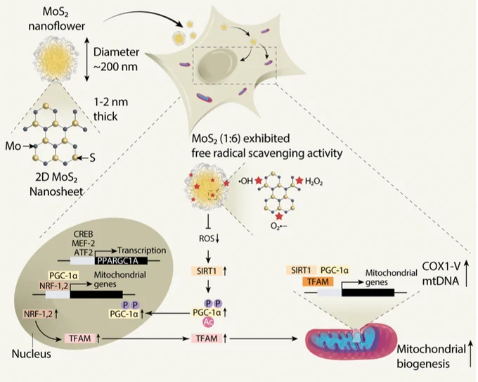 Our solution?  MoS₂ nanoflowers! These tiny, flower-shaped nanoparticles stimulate mitochondrial biogenesis by upregulating genes like PGC-1α and TFAM, leading to increased ATP production and better cellular energy management.
The potential applications are vast—think muscle dystrophy, diabetes, neurodegenerative disorders, and more.  We're entering a new era of using nanotechnology to boost cellular energy at its source! 