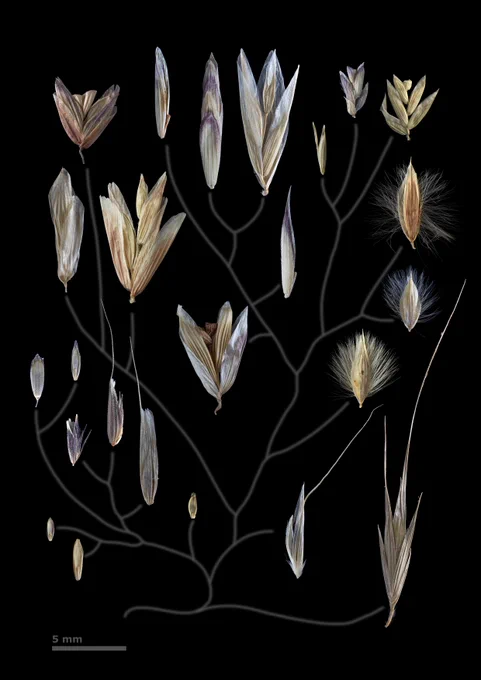 Seed dispersal structures produced by members of the melicgrass tribe sampled in the present study. Images show the wide range of seed dispersal morphologies within the tribe, including several associated with wind dispersal (e.g., those producing plumose or winglike structures).

