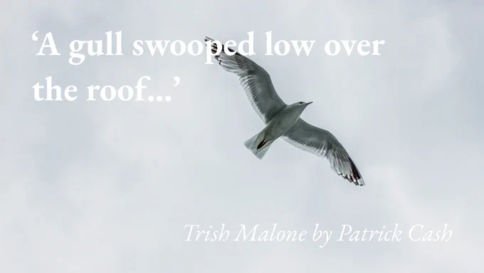A gull flies low against a cloudy sky with a quote from Patrick Cash's short story Trish Malone: 'A gull swooped low over the roof…'