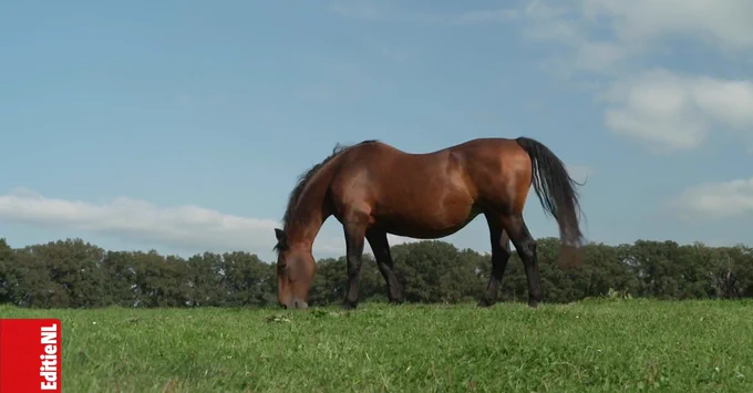Een bruin paard dat rustig graast in een groene weide met op de achtergrond bomen en een gedeeltelijk bewolkte lucht.