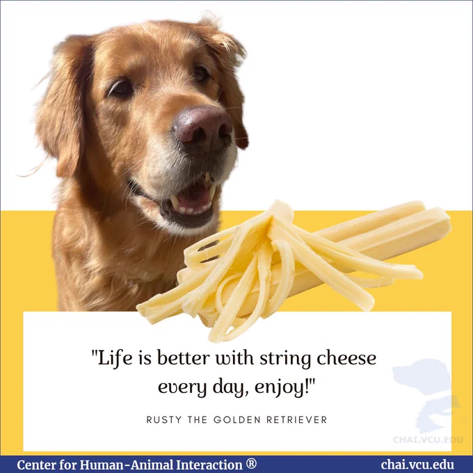 Image Description: Homer the Golden Retriever therapy dog is in the background. In the foreground is a photo of string cheese. Text reads: "Life is better with string cheese every day, enjoy!" Rust the Golden Retriever.