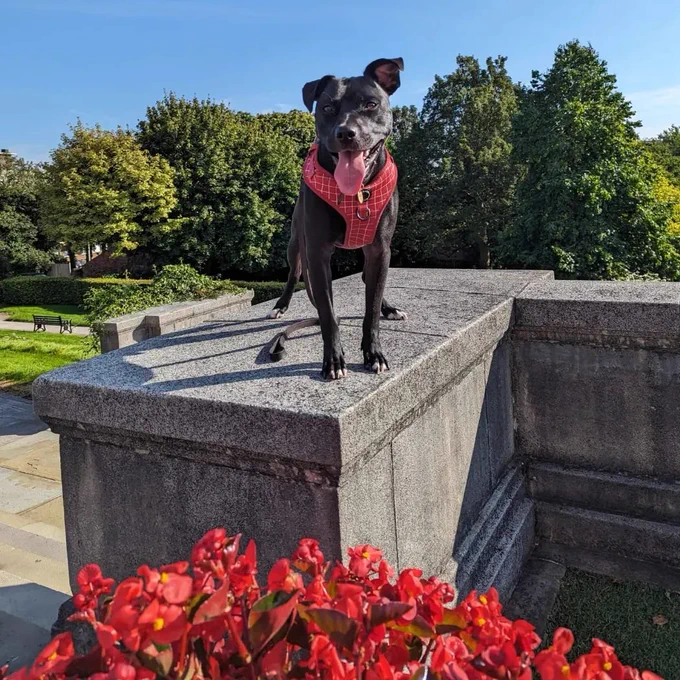 Dog with red harness on a concrete plinth with red flowers in the foreground