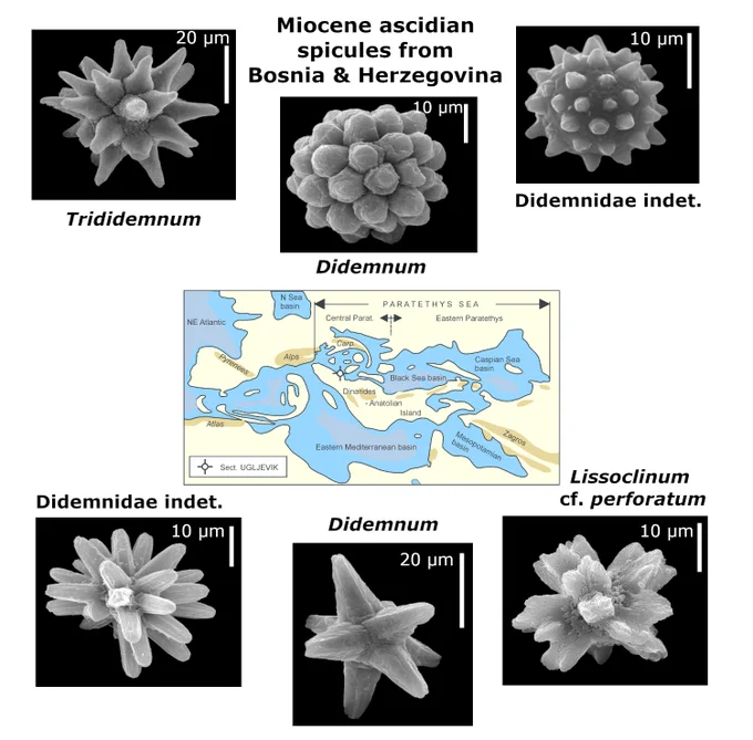 Badenian palaeogeographic map (centre) showing the position of Central Paratethys,  surrounded by six black and white images of fossil ascidian spicules, all with a scale bar in the upper right corner of the image). Top row, from left to right: Trididemnum sp. (ZPAL Tu. 1/UG43-66) scale bar 20 microns; Didemnum sp. 5 (ZPAL Tu. 1/UG46-147) scale bar 10 microns; Didemnidae indet. 3 (ZPAL Tu. 1/UG43-114) scale bar 10 microns. Bottom row, left to right: Didemnidae
indet. 4 (ZPAL Tu. 1/UG46-126) scale bar 10 microns; Didemnum sp. 6 (ZPAL Tu. 1/UG46-62) scale bar 20 microns; Lissoclinum cf. perforatum (ZPAL Tu. 1/UG51-08) scale bar 10 microns.