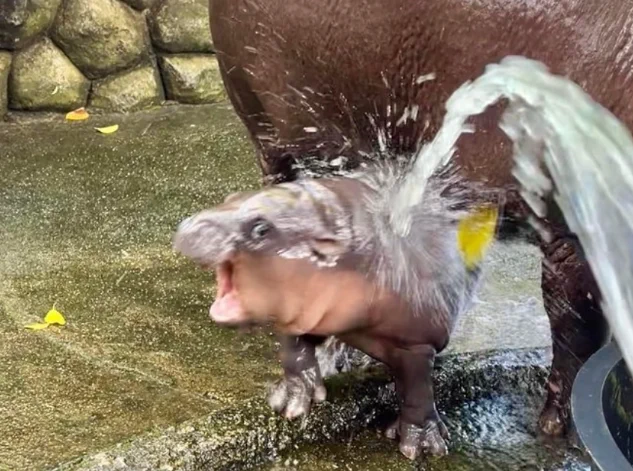 Baby pygmy hippopotamus Moo Deng enjoys a splash of water, standing by a rock wall.