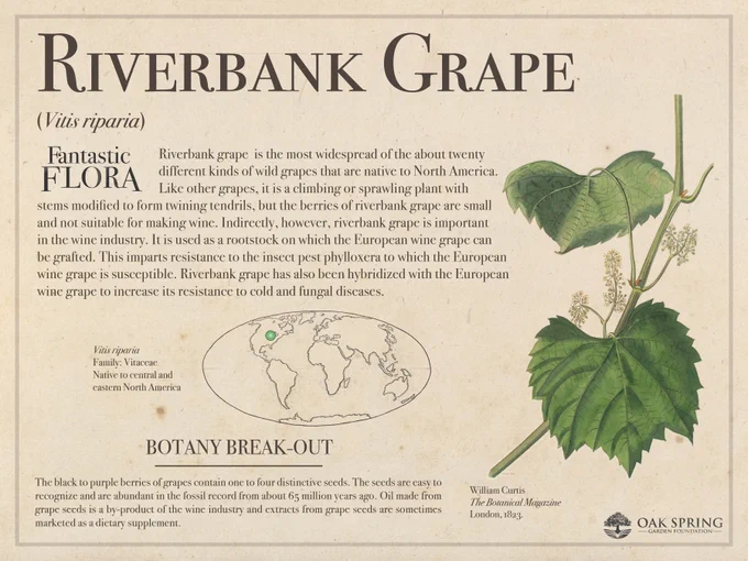 Riverbank grape (Vitis riparia) is the most widespread of the about twenty different kinds of wild grapes that are native to North America. Like other grapes, it is a climbing or sprawling plant with stems modified to form twining tendrils, but the berries of riverbank grape are small and not suitable for making wine. Indirectly, however, riverbank grape is important in the wine industry. It is used as a rootstock on which the European wine grape can be grafted. This imparts resistance to the insect pest phylloxera to which the European wine grape is susceptible. Riverbank grape has also been hybridized with the European wine grape to increase its resistance to cold and fungal diseases.

The black to purple berries of grapes contain one to four distinctive seeds. The seeds are easy to recognize and are abundant in the fossil record from about 65 million years ago. Oil made from grape seeds is a by-product of the wine industry.