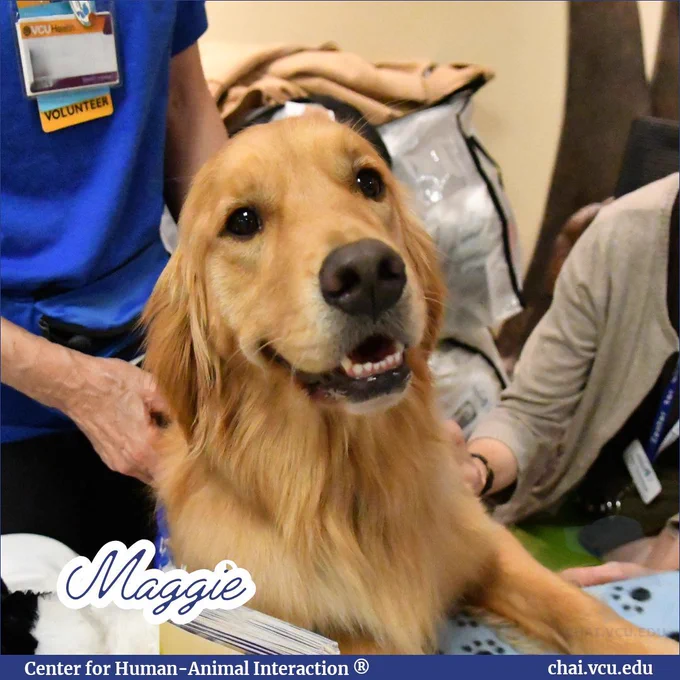 Image Description: Dogs on Call golden retriever Maggie is behind a table with a blue tablecloth with paws on it. Maggie's handler is behind her. Text reads: Maggie.