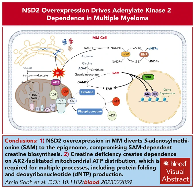 A visual abstract depicting the research findings.