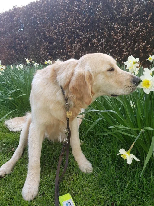 Golden retriever Bailey smelling daffodils in a park