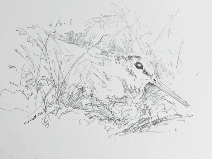 A sketch of a woodcock in the woods