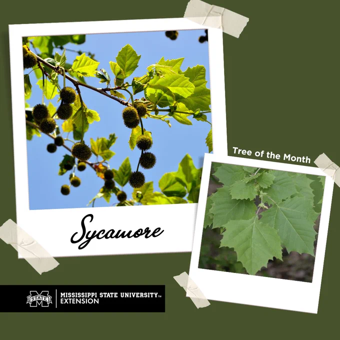 sycamore tree