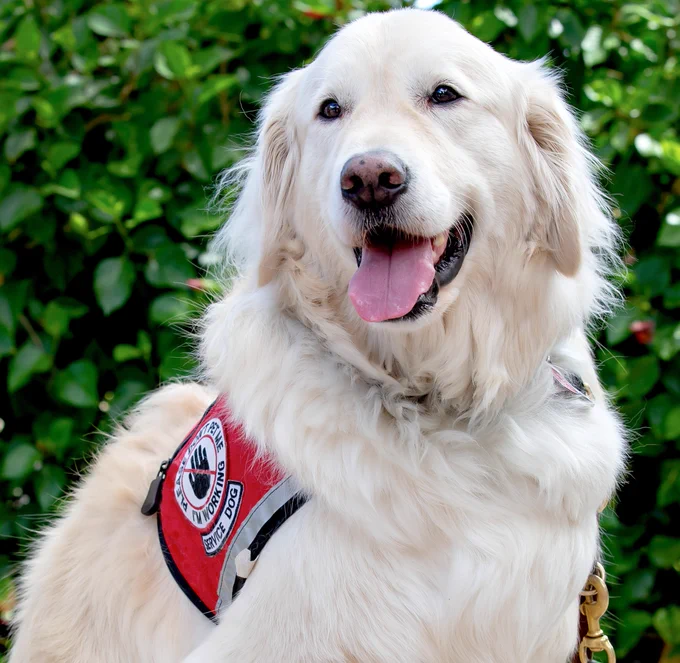 Samson, a happy-looking white fluffy dog wearing a red service dog vest, is sitting in front of green foliage.