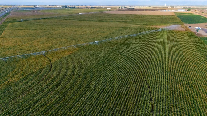 Drone image of pivot irrigated field of corn, soybean and wheat.
