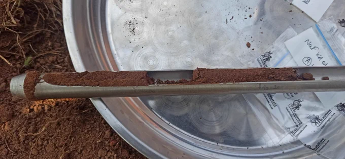 Soil cores with roots from NaFORRI agroforestry trial (Mubende, june 2024)