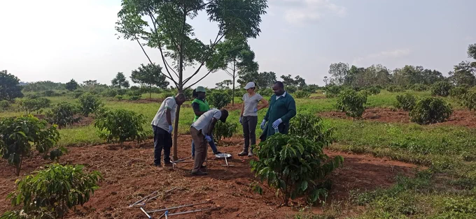 Root and soil sampling in NaFORRI agroforestry trial (Mubende, june 2024)