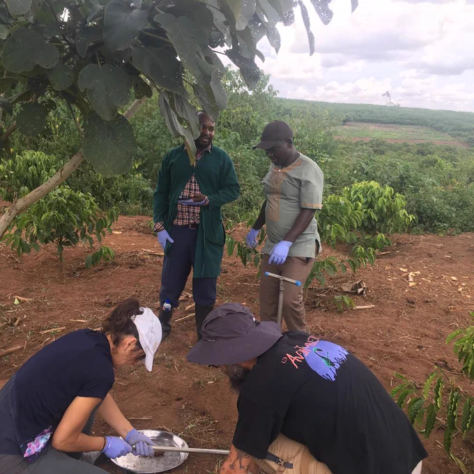 Root and soil sampling in NaFORRI agroforestry trial (Mubende, june 2024)