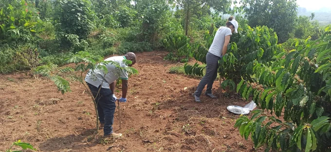 Root and soil sampling in NaFORRI agroforestry trial (Mubende, june 2024)