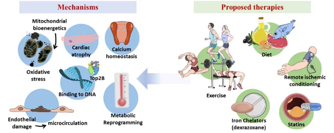 Mechanisms and proposed therapies for anthracycline cardiotoxicity.
This figure summarizes the complex interactions between the mechanisms of cardiotoxicity and the potential therapeutic  interventions that could ameliorate these effects. 
Left Panel: Various mechanisms contributing to anthracycline cardiotoxicity are depicted. 
Right Panel: Proposed cardioprotective therapies than can target the mechanisms of anthracycline cardiotoxicity (AC).