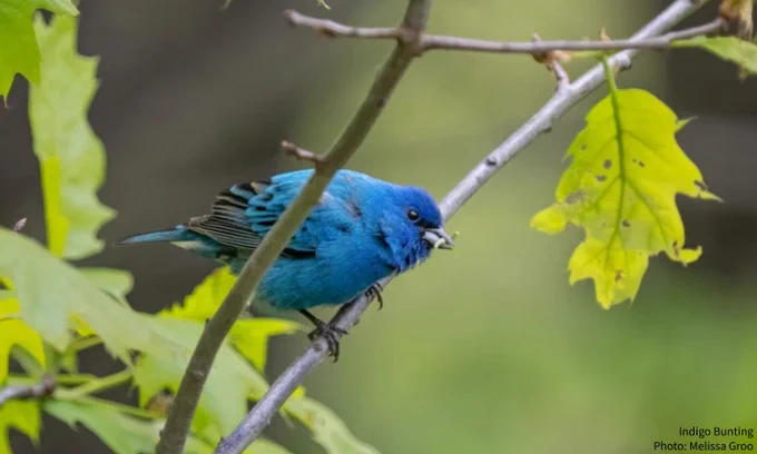 A photo of an Indigo Bunting perched on a leafy branch against a blurred green background. Credit: Melissa Groo